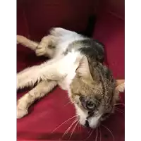 Foto dell\'animale gatto - Matr. 2021/1648 - Microchip 380260044446097