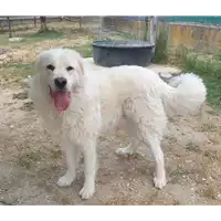 Foto dell\'animale cane - Matr. 2021/1649 - Microchip 380260044446598