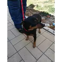 Foto dell\'animale cane - Matr. 2021/1650 - Microchip 380260044446505