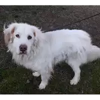 Foto dell\'animale cane - Matr. 2012/1009 - Microchip 380260040911073
