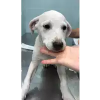 Foto dell\'animale cane - Matr. 2021/1653 - Microchip 380260044446630