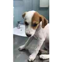 Foto dell\'animale cane - Matr. 2021/1654 - Microchip 380260044445964