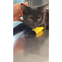 Foto dell\'animale gatto - Matr. 2021/1655 - Microchip 380260044446516