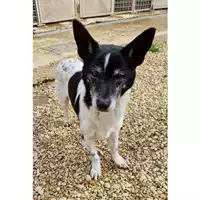 Foto dell\'animale cane - Matr. 2021/1658 - Microchip 981100000634851