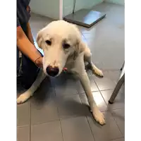 Foto dell\'animale cane - Matr. 2021/1661 - Microchip 380260044446169