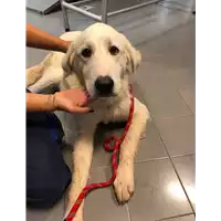 Foto dell\'animale cane - Matr. 2021/1660 - Microchip 380260044446617
