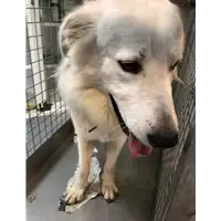 Foto dell\'animale cane - Matr. 2021/1659 - Microchip 380260044446089