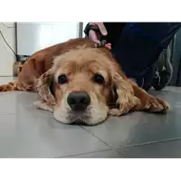 Foto dell\'animale cane - Matr. 2021/1665 - Microchip 380260101023814