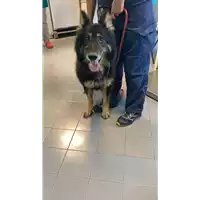 Foto dell\'animale cane - Matr. 2021/1667 - Microchip 380260044446149