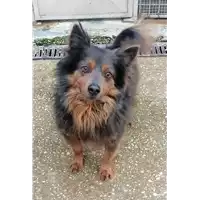 Foto dell\'animale cane - Matr. 2021/1668 - Microchip 380260044441306