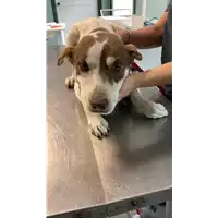 Foto dell\'animale cane - Matr. 2021/1669 - Microchip 380260044446827