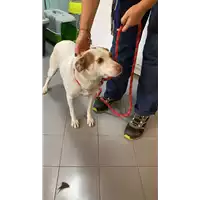 Foto dell\'animale cane - Matr. 2021/1670 - Microchip 380260044446069