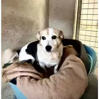 Foto dell\'animale cane - Matr. 2021/1671 - Microchip 380260044446232