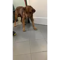 Foto dell\'animale cane - Matr. 2021/1672 - Microchip 380260044446029
