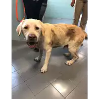 Foto dell\'animale cane - Matr. 2021/1674 - Microchip 380260000707103