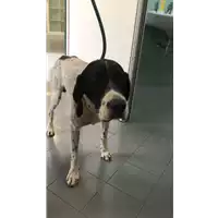 Foto dell\'animale cane - Matr. 2021/1676 - Microchip 380260000815134