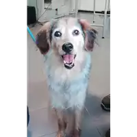 Foto dell\'animale cane - Matr. 2021/1677 - Microchip 380260040430149