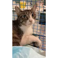 Foto dell\'animale gatto - Matr. 2021/1681 - Microchip 380260044446866