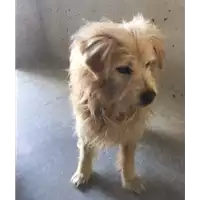 Foto dell\'animale cane - Matr. 2017/0794 - Microchip 380260043150188