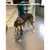 Foto dell\'animale cane - Matr. 2021/1683 - Microchip 380260044446863