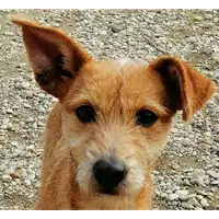 Foto dell\'animale cane - Matr. 2021/1685 - Microchip 380260044446220