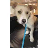 cane - Matr. 2021/1686 - Microchip 380260044446591