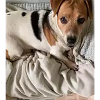 Foto dell\'animale cane - Matr. 2021/1687 - Microchip 380260000169978