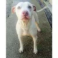 Foto dell\'animale cane - Matr. 2021/1691 - Microchip 380260044446070