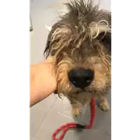 Foto dell\'animale cane - Matr. 2021/1692 - Microchip 380260101498008