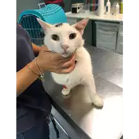 Foto dell\'animale gatto - Matr. 2021/1696 - Microchip 380260044441635