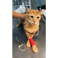 Foto dell\'animale gatto - Matr. 2021/1697 - Microchip 380260044440149
