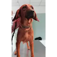 Foto dell\'animale cane - Matr. 2021/1699 - Microchip 380260043737466