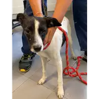 Foto dell\'animale cane - Matr. 2021/1579 - Microchip 380260044446060