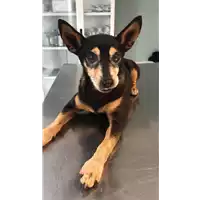 Foto dell\'animale cane - Matr. 2021/1700 - Microchip 380260000149013