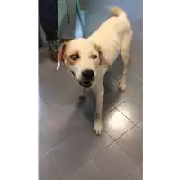 Foto dell\'animale cane - Matr. 2021/1701 - Microchip 380260044437676