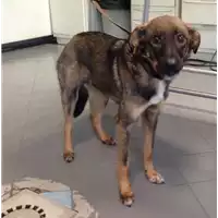 Foto dell\'animale cane - Matr. 2017/0797 - Microchip 380260043147674