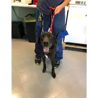 Foto dell\'animale cane - Matr. 2021/1702 - Microchip 380260044441703