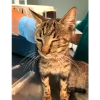 Foto dell\'animale gatto - Matr. 2021/1703 - Microchip 380260044437061