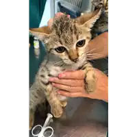 Foto dell\'animale gatto - Matr. 2021/1705 - Microchip 380260044441029