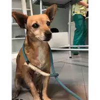Foto dell\'animale cane - Matr. 2021/1706 - Microchip 380260043156426