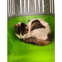 Foto dell\'animale gatto - Matr. 2021/1708 - Microchip 380260044446059