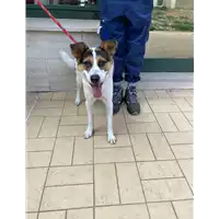 Foto dell\'animale cane - Matr. 2021/1709 - Microchip 380260044437178