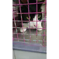 Foto dell\'animale gatto - Matr. 2021/0741 - Microchip 380260044516313