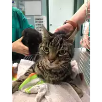 Foto dell\'animale gatto - Matr. 2017/0796 - Microchip 380260043149720