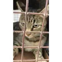 Foto dell\'animale gatto - Matr. 2021/1710 - Microchip 380260044446051