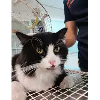 Foto dell\'animale gatto - Matr. 2021/1722 - Microchip 380260044437779
