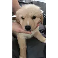 Foto dell\'animale cane - Matr. 2021/0964 - Microchip 380260044550374