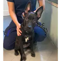 Foto dell\'animale cane - Matr. 2021/1724 - Microchip 380260044437003