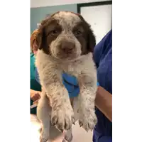 Foto dell\'animale cane - Matr. 2021/1726 - Microchip 380260044479022
