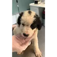 Foto dell\'animale cane - Matr. 2021/1727 - Microchip 380260044478489